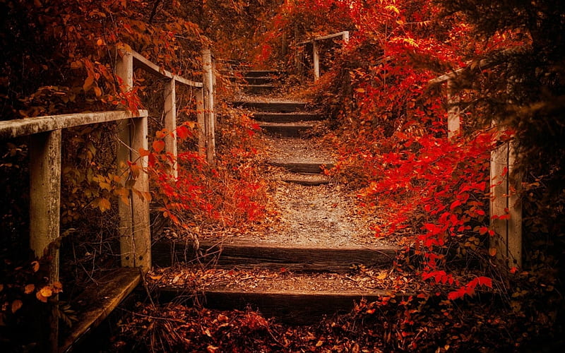 Autumn Path, red, forest, fall, autumn, scarlet, stairs, bonito, trees, shrubs, atmosphere, leaves, rails, hill, HD wallpaper