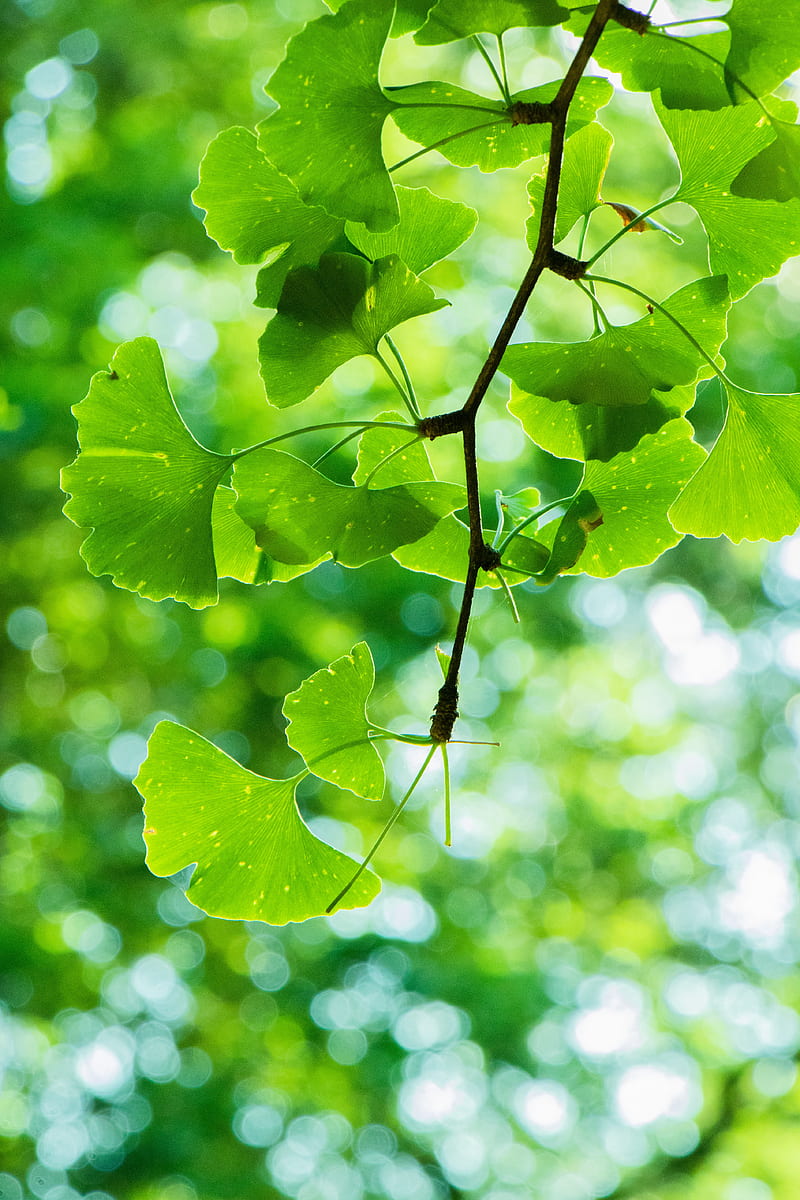 leaves, branch, green, macro, HD phone wallpaper