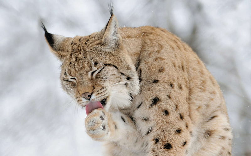 Lynx, Lick, Other, animal, HD wallpaper