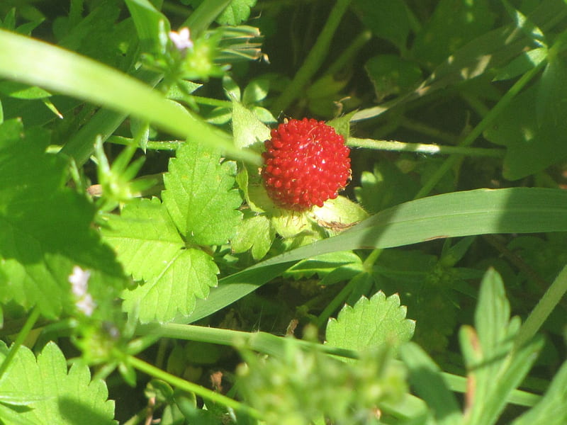 Wild Strawberry, red, strawberry, wild, macro, nature, HD wallpaper