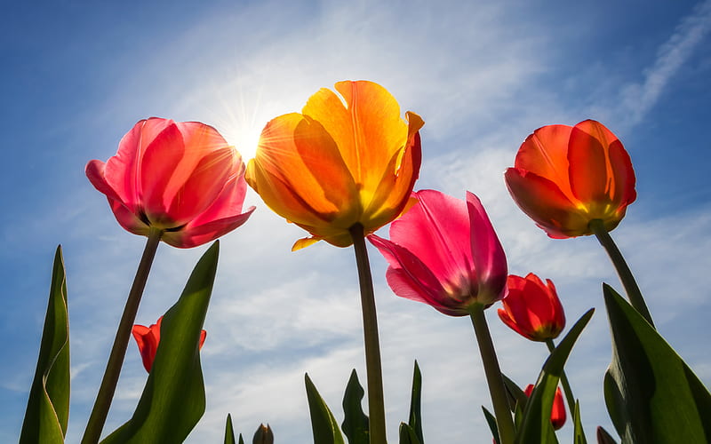 colorful tulips blue sky, spring, sunny day, tulips, HD wallpaper