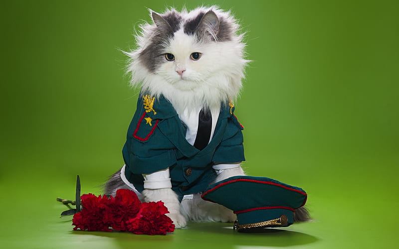 Funny Kitten, clove, uniform, cap, fluffy, flowers, cat, animal, HD wallpaper