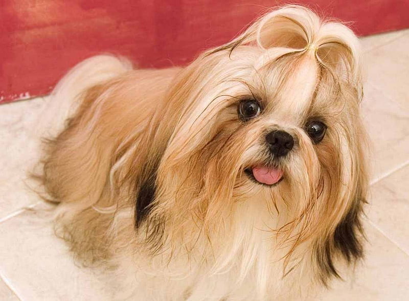 Lhasa Apso Dog Breed Characteristics  Care