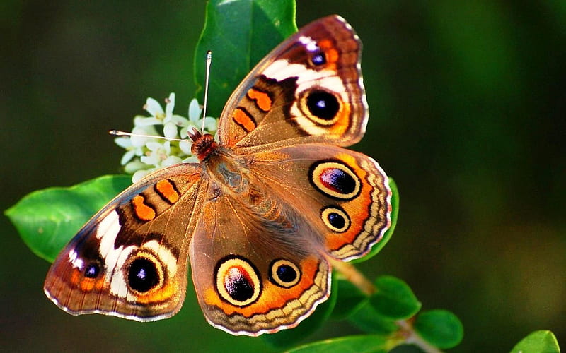 mariposa,ojos en las alas,exelente foto,delicada, exelente foto, mariposa, delicada, ojos en las alas, HD wallpaper