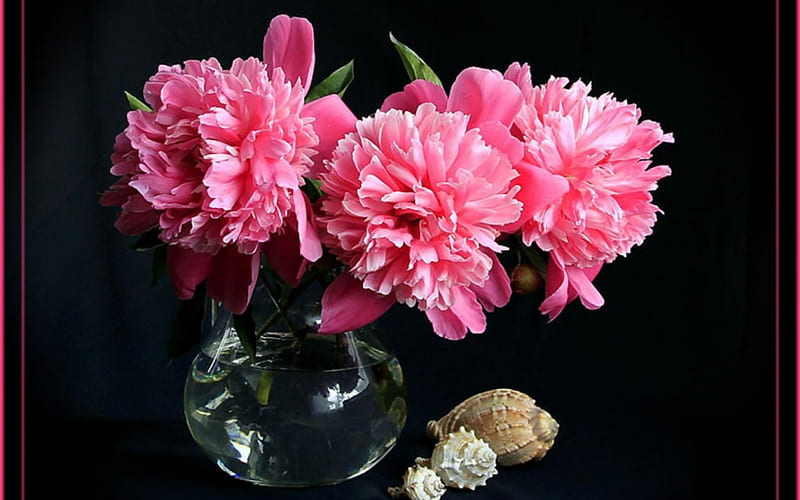 Pink Dahlias and Seashells, Dahlia, Seashells, Flowers, Still life, HD wallpaper