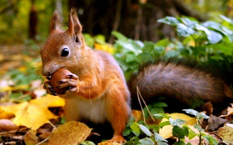 Squirrel With Acorn And Leaves, Leaves, Squirrel, Autumn, Yellow, Red Squirrel, Eyes, HD wallpaper