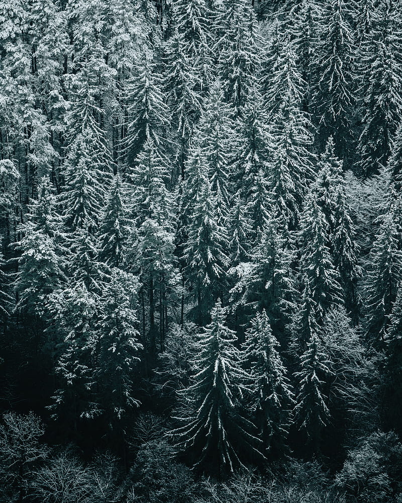 forest, trees, snow, winter, fir, HD phone wallpaper