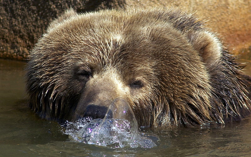 Blowing bubbles, art, animal Black, fish, food, bear, Brown bear, animal, winter, fantasy, snow, love, polar bear bear cub, HD wallpaper