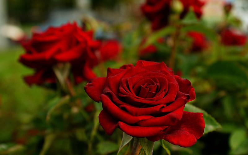 Rose, red, Burgundy, closeup, Flowers, HD wallpaper