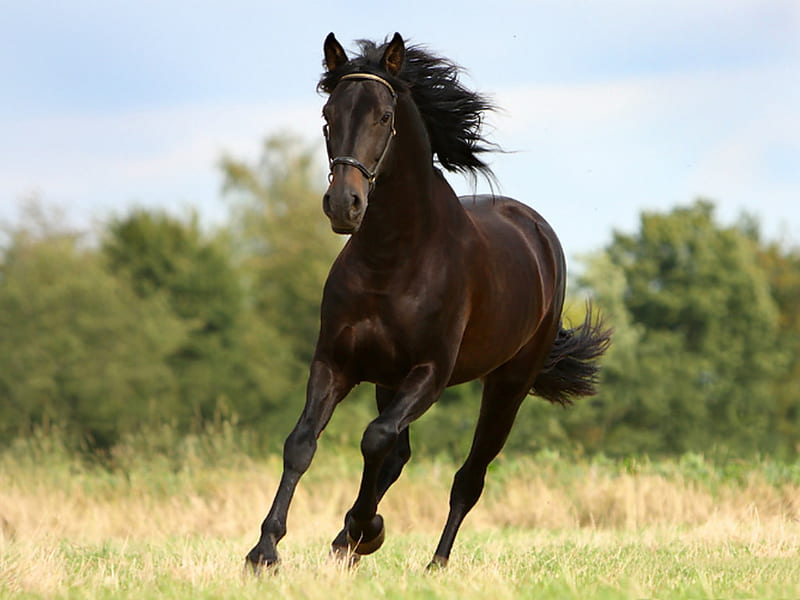 Cool Horse, horses, HD wallpaper Cool Horse, horses, HD wallpaper