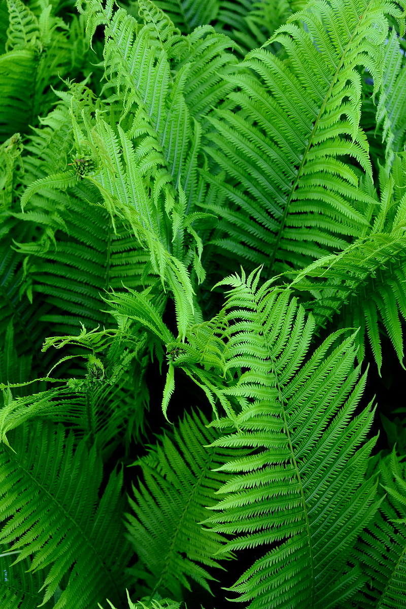 fern, branch, plant, macro, green, bushes, HD phone wallpaper