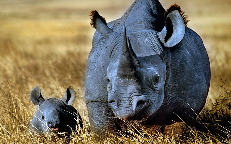 Black Rhinoceros Mother With Calf, Baby, Black, Calf, Rhinoceros, Mother, HD wallpaper