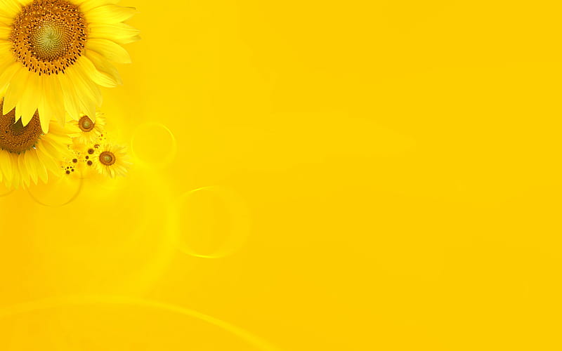 Yellow background, flower, yellow, nature, sunflower, HD wallpaper