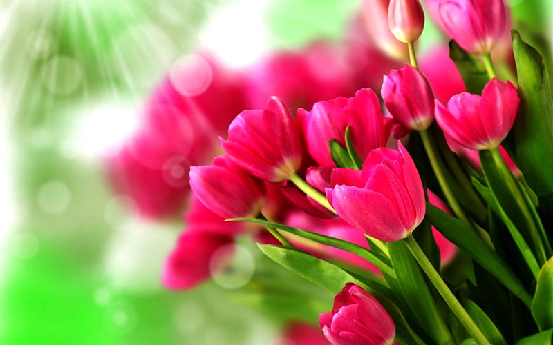 pink tulips, macro, bokeh, bouquet of tulips, pink flowers, tulips, HD wallpaper