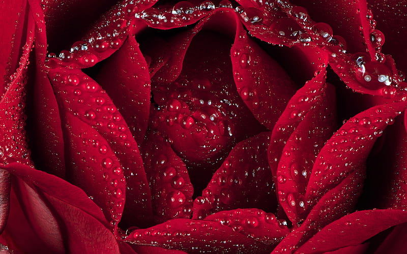 red rose bud, water drops on rose petals, burgundy rose, red flower, rose background, HD wallpaper
