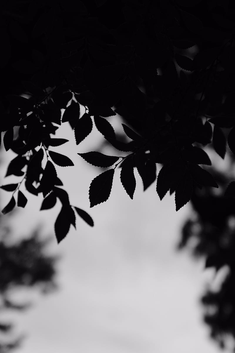 bw, leaves, branches, outlines, HD phone wallpaper