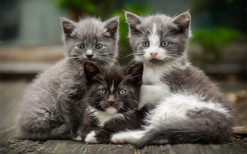 American shorthair kittens, pets, small cats, cute fluffy kittens, cats, HD wallpaper