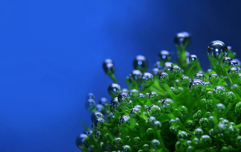 TINY BUBBLES, oceans, undersea, sea, water, green, droplets, plants, bubbles, blue, HD wallpaper