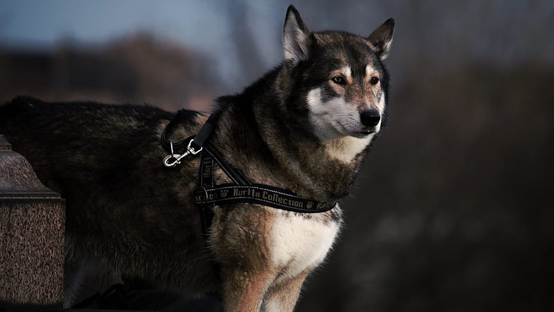 selective focus graphy of black and white wolf with black dog leash, HD wallpaper
