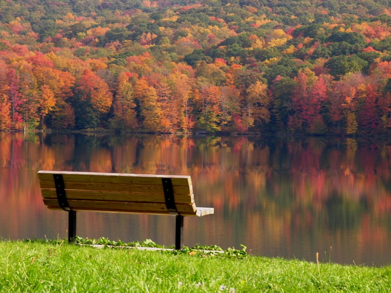 in the riverside, bench, autumn, nature, river, HD wallpaper