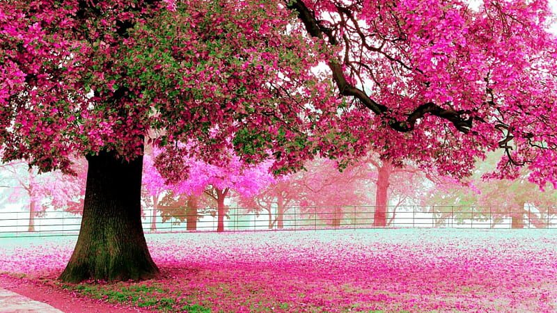 Pink, ground, flowers, tree, HD wallpaper