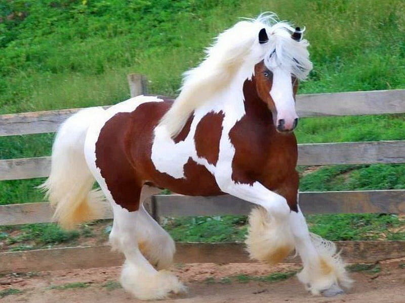 Handsome stallion, stallion, brown, white, gallop, horse, HD wallpaper