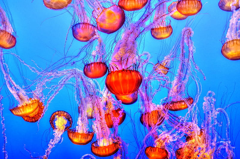 orange jelly fishes, HD wallpaper
