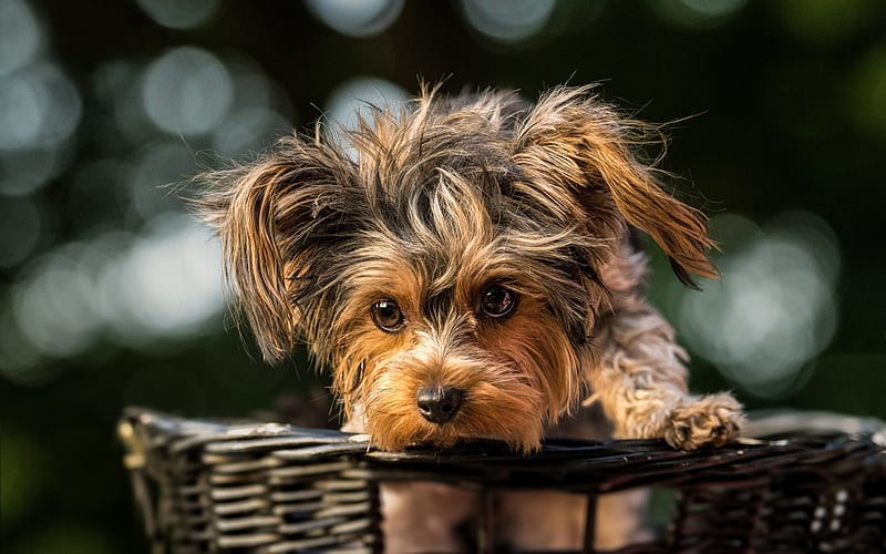 Yorkie, basket, close-up, Yorkshire Terrier, bokeh, cute animals, pets, dogs, Yorkshire Terrier Dog, HD wallpaper