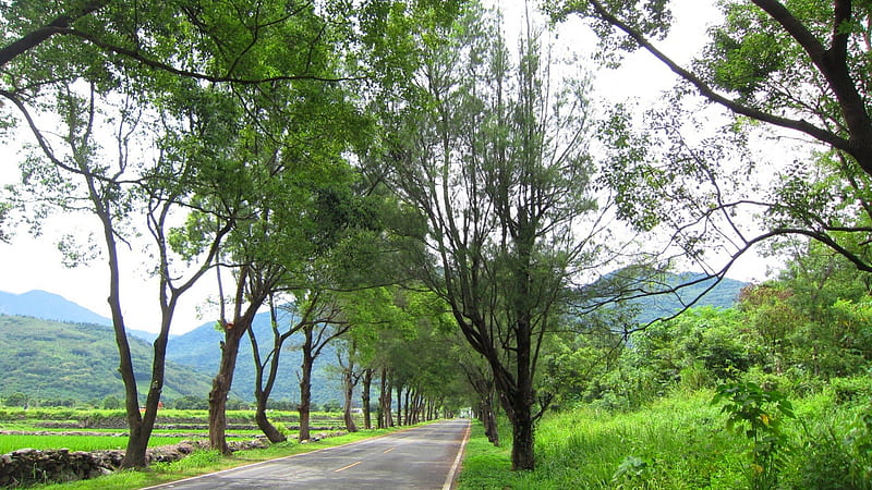 Rural road, mountain, tree, Rural, fields, road, lush green, HD wallpaper
