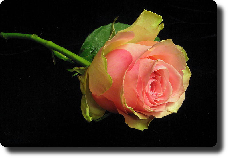 dark pink rose  Flowers  Nature Background Wallpapers on Desktop Nexus  Image 1648209