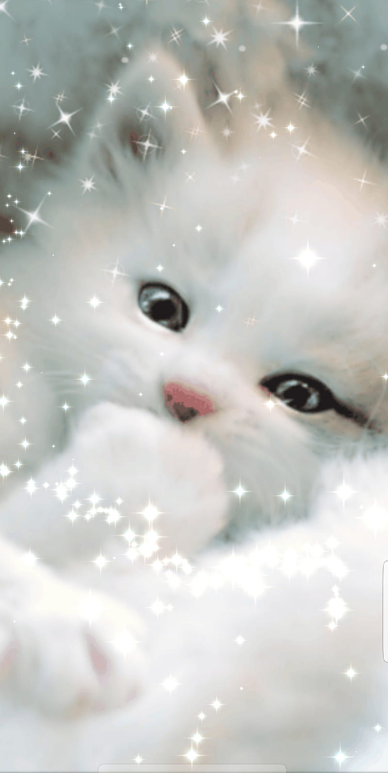 Snow Kitten, white, pretty, christmas, HD phone wallpaper