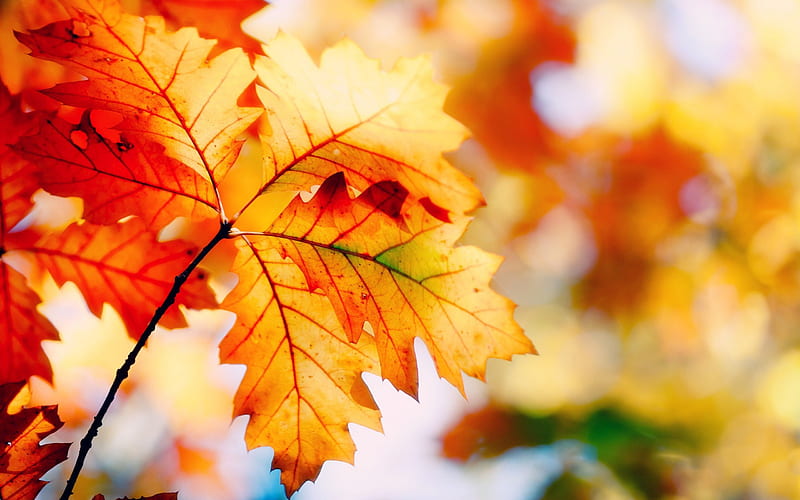 Autumn, fall, leaves, trees, HD wallpaper | Peakpx