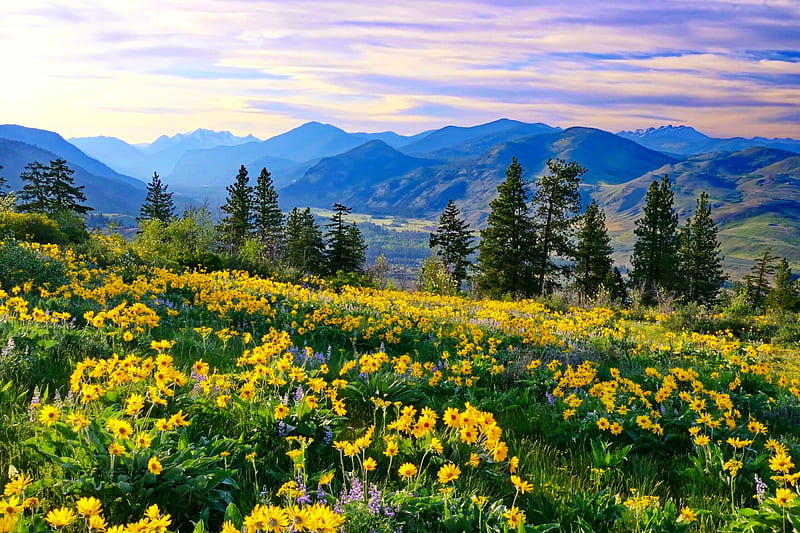 Cascade Range, range, wildflowers, bonito, America, cascade, spring, sky, meadow, hills, HD wallpaper