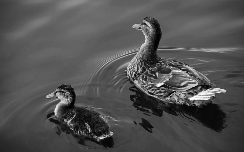 Mother & Ducky, water, black and white, birds, nature, animal, HD wallpaper