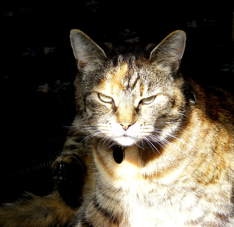 Tabby-Cat., brown fur, cat, ginger fur, beautiful-cat, HD wallpaper