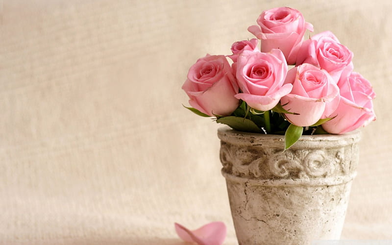 Light pink roses, flower, rose, pink, light, HD wallpaper | Peakpx