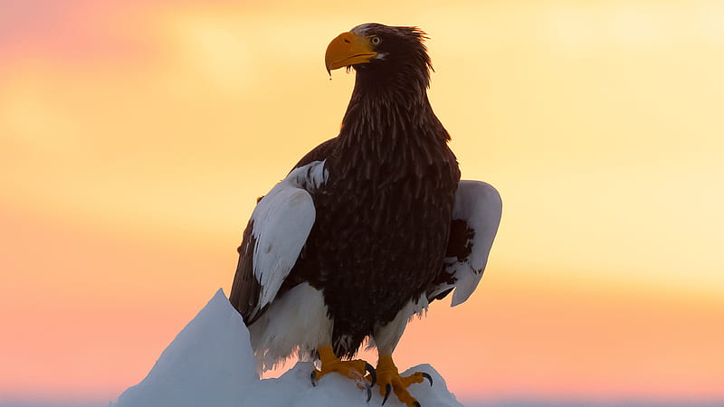 Steller's Sea Eagle Is Sitting on Snow With Colourful Background Animals, HD wallpaper