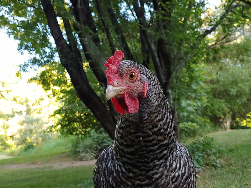 Barred Rock, barred plymouth rock, chicken, chicks, crazy chicken lady, hen, home, therapy, wild, HD wallpaper