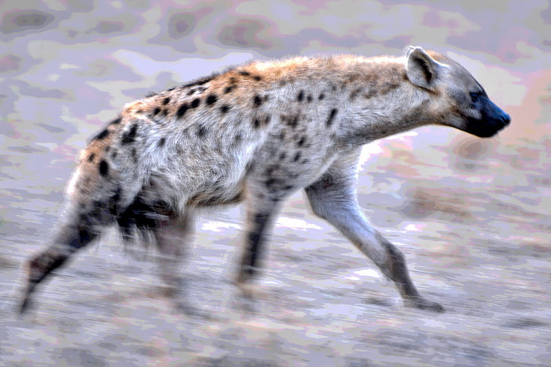 Cats, Hyena, Kenya, Maasai Mara National Reserve, Running, Wildlife, HD wallpaper