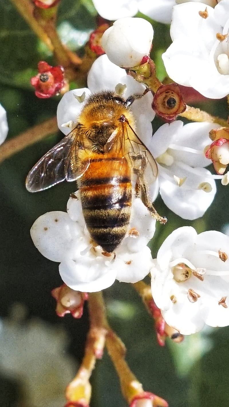 6.Bee, Save, bee, bees, flowers, honey, pollen, pollinate, pollinator, savethebees, spring, sting, stung, summer, HD phone wallpaper