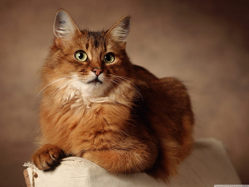 red cat sitting on armchair, feline, cat, fluffy, ginger, HD wallpaper