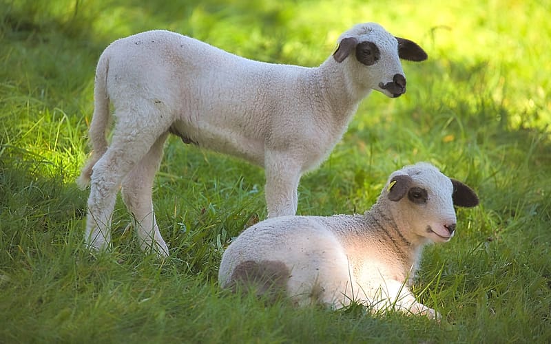 Lambs, babies, grass, sheep, two, HD wallpaper