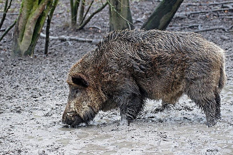 Wild Boar in the mud, boar, wild, mud, nature, animals, forrest, HD wallpaper