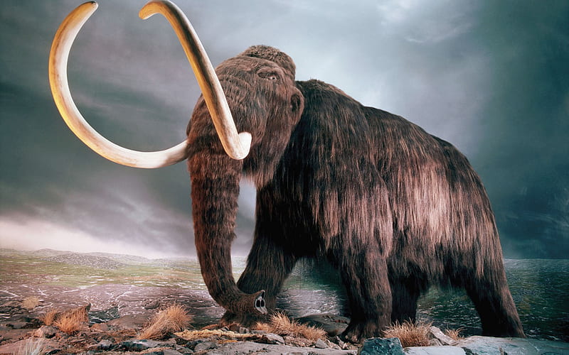 Manny the Mammoth, extinct, animal exibiton, animals, museum, became, woolly, elephan, elephant, tusks, mannequin, 3d, digital, trunk, mammoth, landscape, HD wallpaper