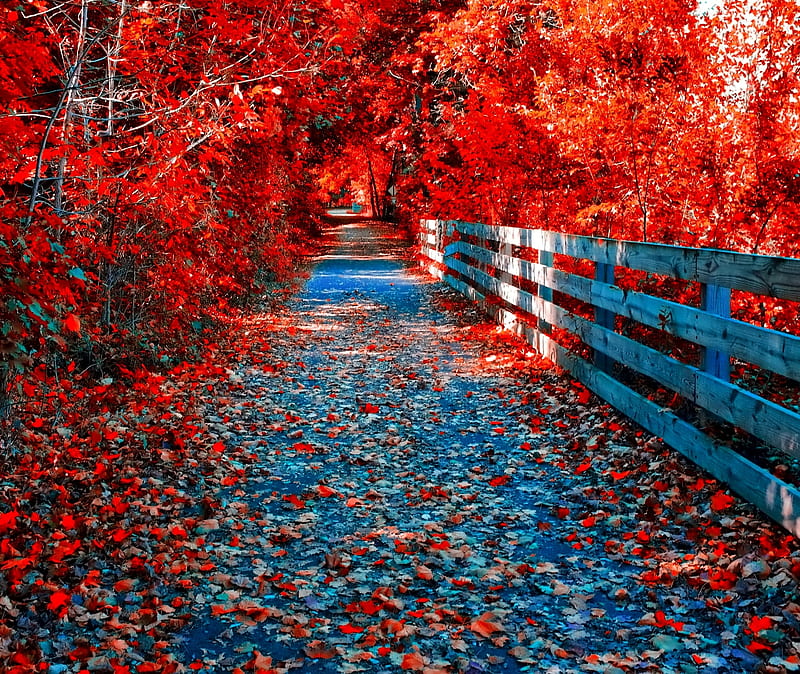 Autumn Road, meem, rubab, HD wallpaper | Peakpx