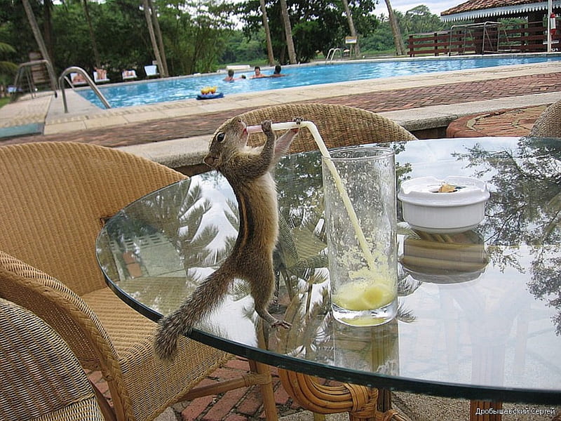 Lunchtime, Patio, Pool, Squirrel, Refreshment, HD wallpaper