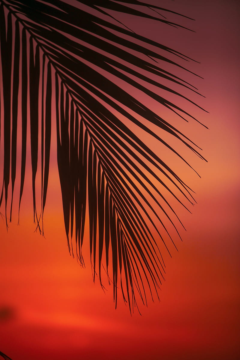 palm, branch, leaves, sunset, dusk, HD phone wallpaper