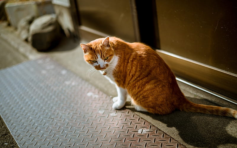 ginger cat, British shorthair cat, domestic pet, cats, breeds of ginger cats, HD wallpaper