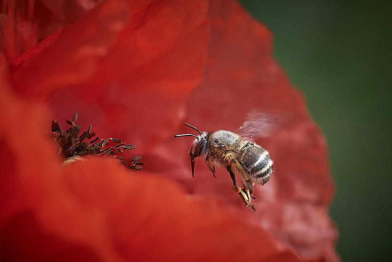 Insects, Bee, Flower, Insect, Macro, Poppy, HD wallpaper