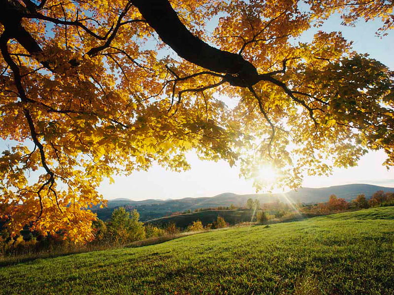 trees bathed in sun light, fall, autumn, sun, nature, trees, HD wallpaper